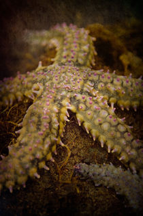 Starfish by loriental-photography
