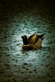 Escaping the Rain von loriental-photography