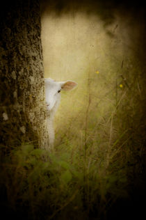 The Shy Lamb by loriental-photography