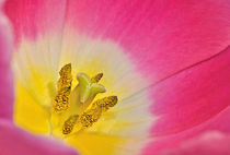 Tulip Beauty by Kaye Menner