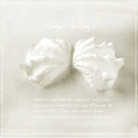 Angelshells