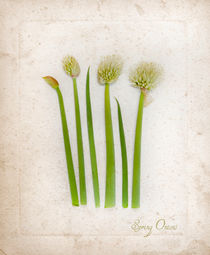 Spring Onion LIne Up von Linde Townsend