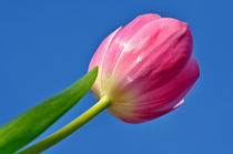 Pink Tulip in the Sky von Kaye Menner