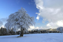 Winter im Schwarzwald von Ingo Laue