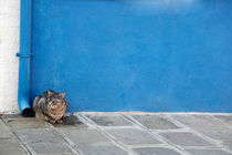 Graue Katze vor blauer Wand von STEFARO .