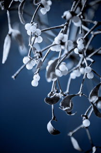 Under the Mistletoe by loriental-photography
