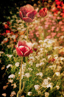 A Tulip's Daydream von loriental-photography