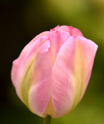 Tulpe by Eckart  Mayer