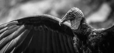 Black-vulture-at-iguazu-falls