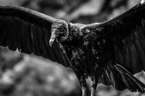 Black Vulture by Russell Bevan Photography