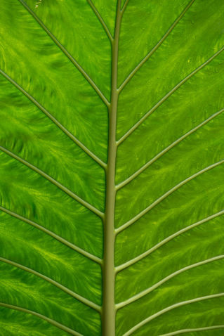 Jungle-leaf