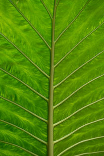 Jungle Leaf by Russell Bevan Photography