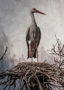 Stork by Joakim Eklund