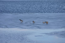 Enten auf dem Eis  by Bastian  Kienitz