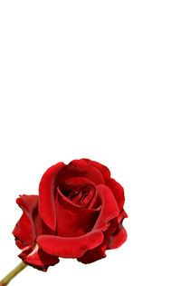 Rote Rose Red Rose by kunertus
