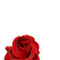 2003-06-07-300dpi-rote-rose-freigestellt-s-001