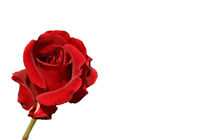 Rote Rose Red Rose by kunertus