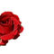 2003-06-07-300dpi-rote-rose-freigestellt-s-002