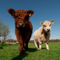 West-highland-cow-s
