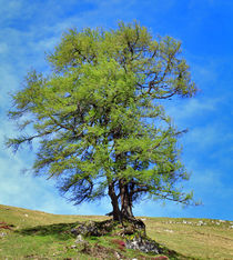Baum by jaybe