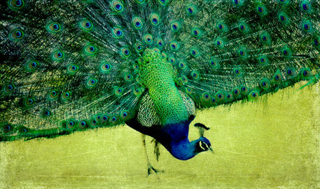 Peacock2