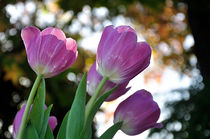 Pink Tulips in the Afternoon Sunshine von Kaye Menner