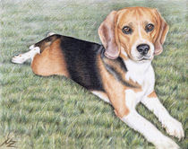 Beagle im Gras von Nicole Zeug