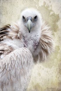 White Vulture by barbara orenya