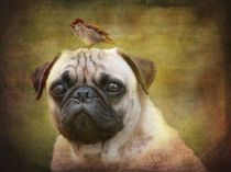 Friends like Pug and Bird by barbara orenya
