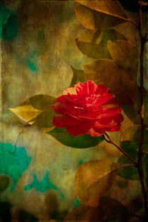 The Lady of the Camellias von loriental-photography