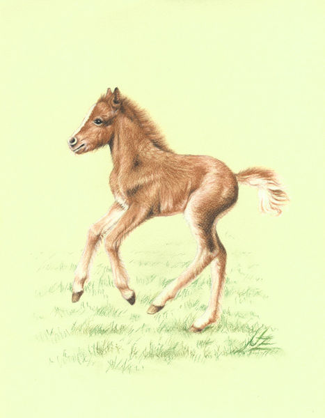 Fuchs-pony-fohlenneu