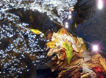 leaves in water by Wolfgang Schweizer