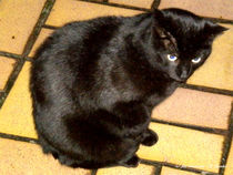 schwarze Katze schaut mißtrauisch by shark24