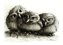 Drei Eulen - Three Owls von Stefan Kahlhammer