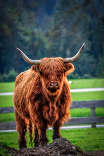 Highland cattle by Zoltan Duray