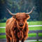 Highland-cattle