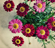 Floral Days by rosanna zavanaiu