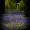 Thebluebellpatch