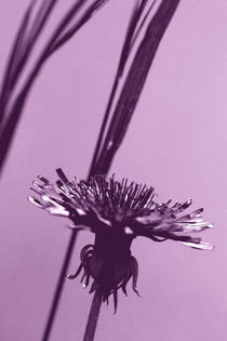 Purple Blüte by Bastian  Kienitz