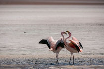 streitende Flamingos by Steffen Klemz