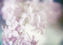 Lilac Dreams by Sybille Sterk