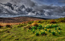 Daffodils on the moors by Rob Hawkins