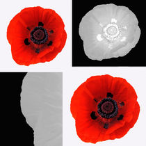 Negative Positive Poppies by Rob Hawkins