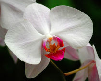 White Orchid von Rob Hawkins