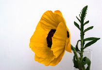 Yellow poppy against white by Rob Hawkins