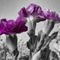 Purple-flower