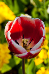 Red and white tulip by Rob Hawkins