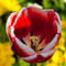 Red-and-white-tulip