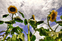 Sunflower Decay by Rob Hawkins