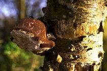 Tree Fungus  by Rob Hawkins
